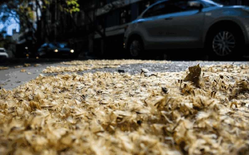 Plátanos en Buenos Aires: qué es mito y qué es verdad sobre alergias