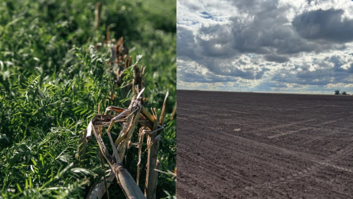 Productores argentinos vuelven a labrar: qué advierten los estudios