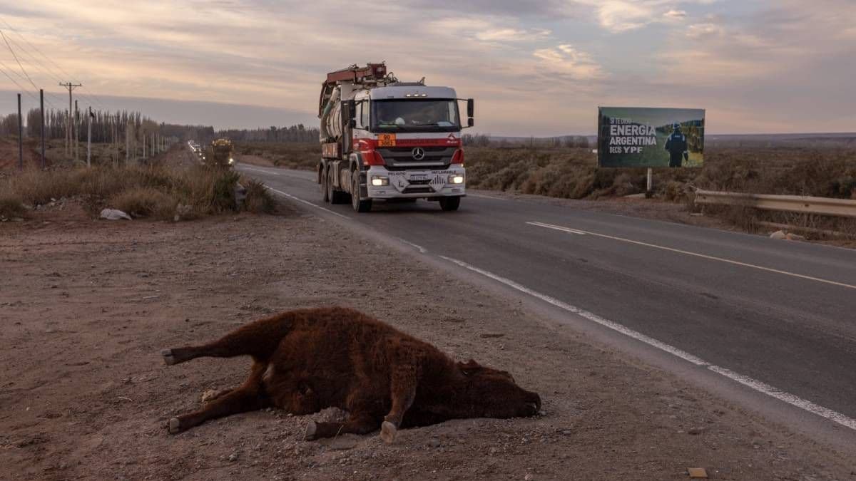 Una foto de vaca muerta en Vaca Muerta reaviva debate ambiental